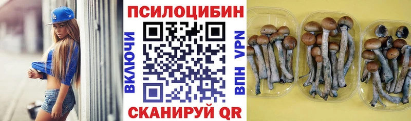 Галлюциногенные грибы Psilocybe  mega tor  Ставрополь 